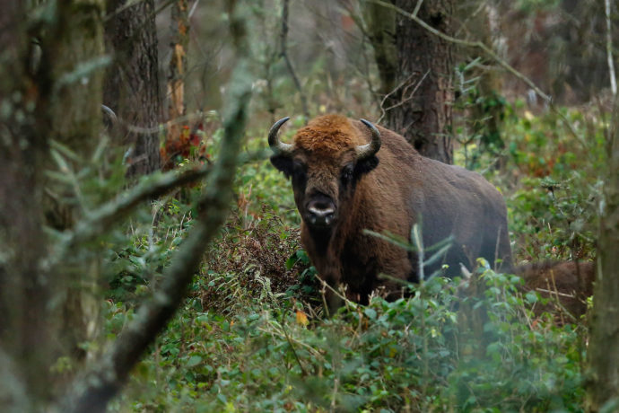 Having been reintroduced in 1980, around 200 bison now populate the province of Western Pomerania in northwest Poland, on the border with Germany.