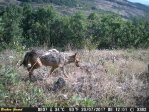 The golden jackal, captured here on one of Philip Marinov's wildlife cameras, is one of the carnivorous species present in the Rhodope Mountains rewilding area.