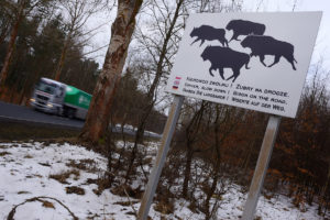 Road sign alerting drivers about European bison in Drawsko region, Western Pomerania, Poland.