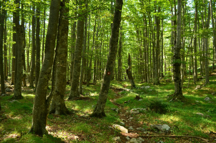 The Velebit hiking route passes through the Ramino Korito old-growth forest.