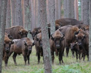 The LIFE project in Poland has seen bison numbers in the north-west of the country nearly double from 110 to 200 individuals. 