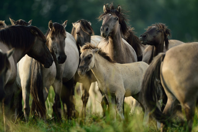 The European Wildlife Bank "lends" herds of wild herbivores, such as horses, bovines and bison, for reintroduction into Europe's natural landscapes.
