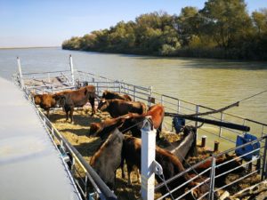A barge transports second shipment of Tauros to the delta village of Sfântu Gheorghe.