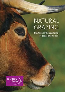 The publication “Natural Grazing – Practices in the rewilding of cattle and horses” was published by Rewilding Europe in 2015.
