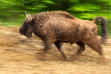 Release of European bison