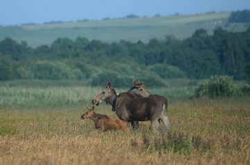 Moose, moose-bull and a young moose-calf in Lille Vildmose.