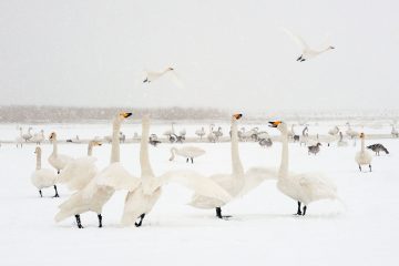 Whooper Swan (Cygnus cygnus), Lake Tysslingen, Sweden. March 2009. Mission: Sweden (crane and swan)