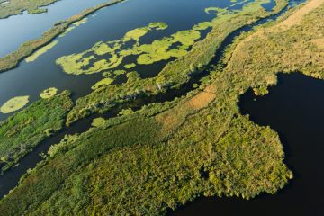 The award of a major grant to the Danube Delta in 2018 will enable record-breaking restoration. 
