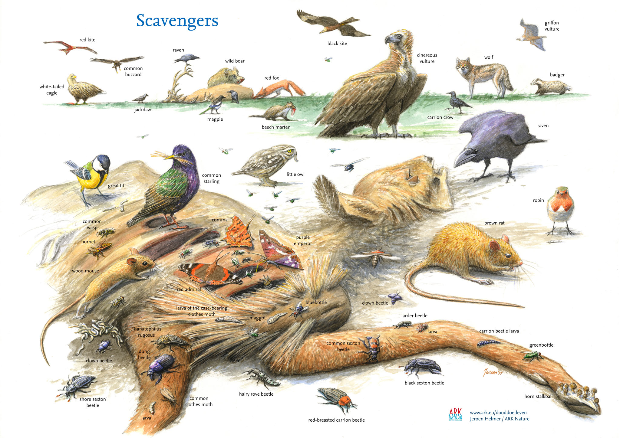 The Circle of Life project: supporting Europe's scavengers | Rewilding  Europe