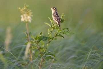 Lithuania's Nemunas Delta is one of the most important breeding sites for the rare aquatic warbler.