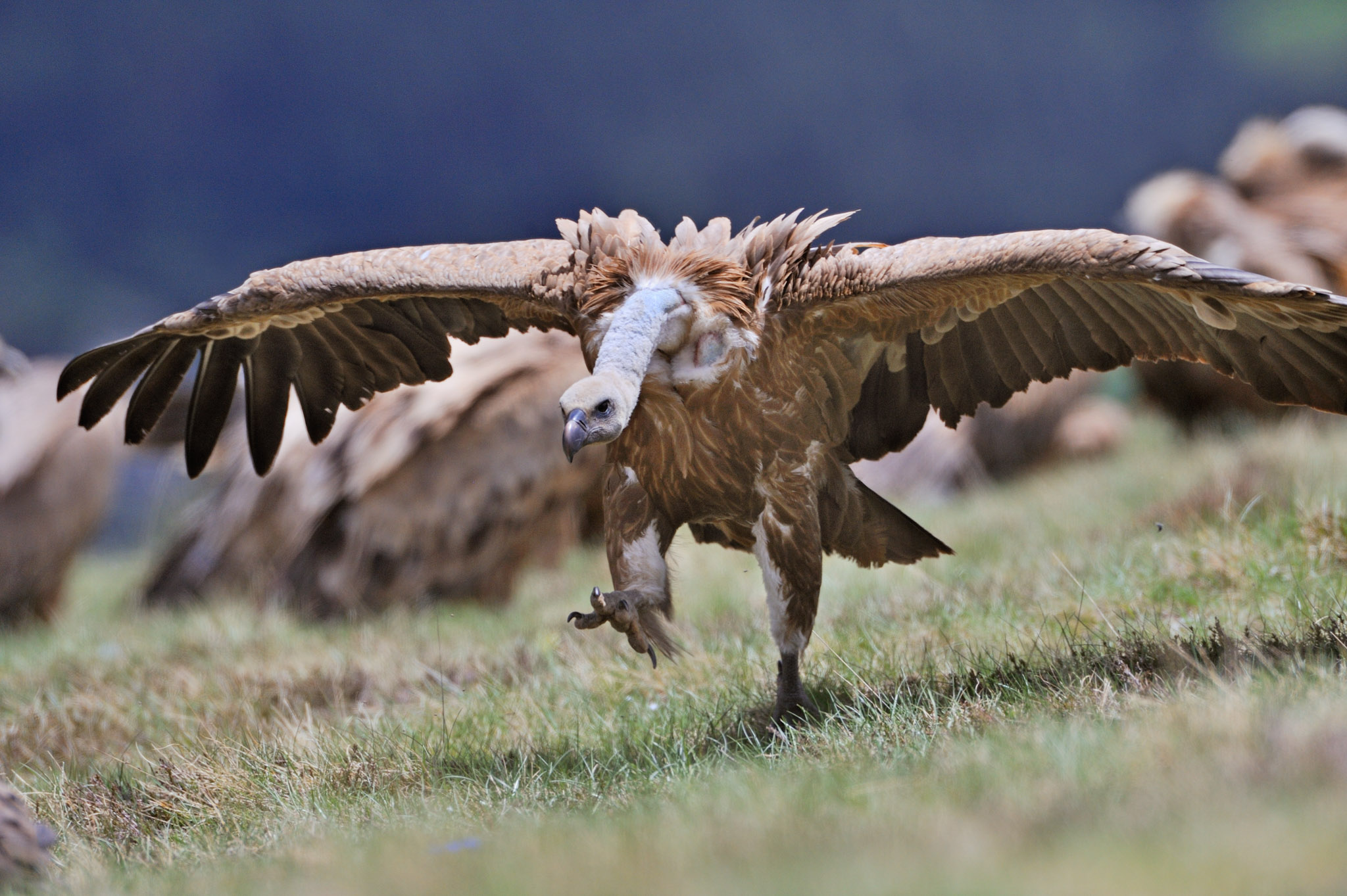 Veterinary drugs such as diclofenac are one of the main threats facing vultures in Europe and across the globe. 