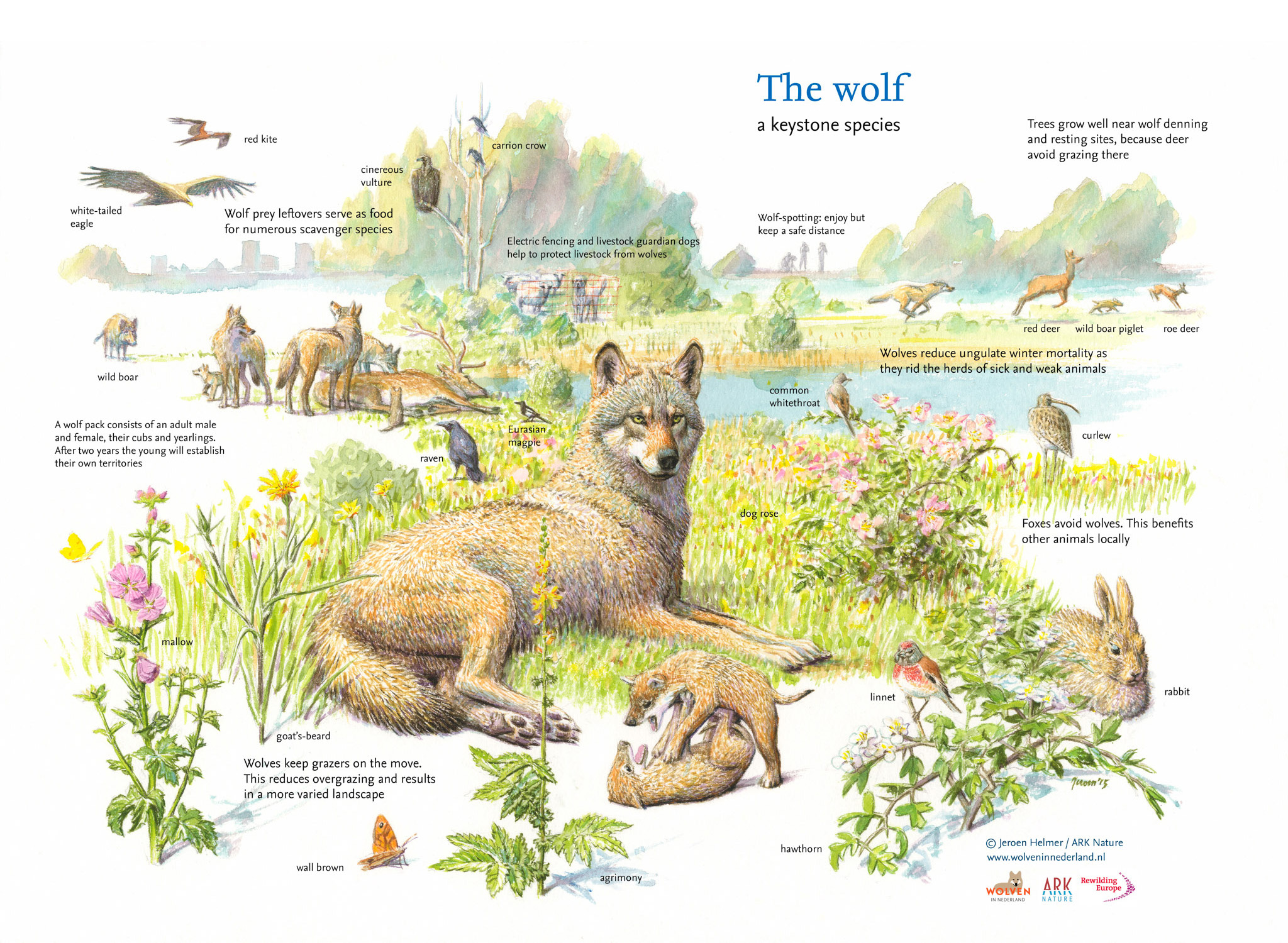 Keystone species and their role in rewilding | Rewilding Europe