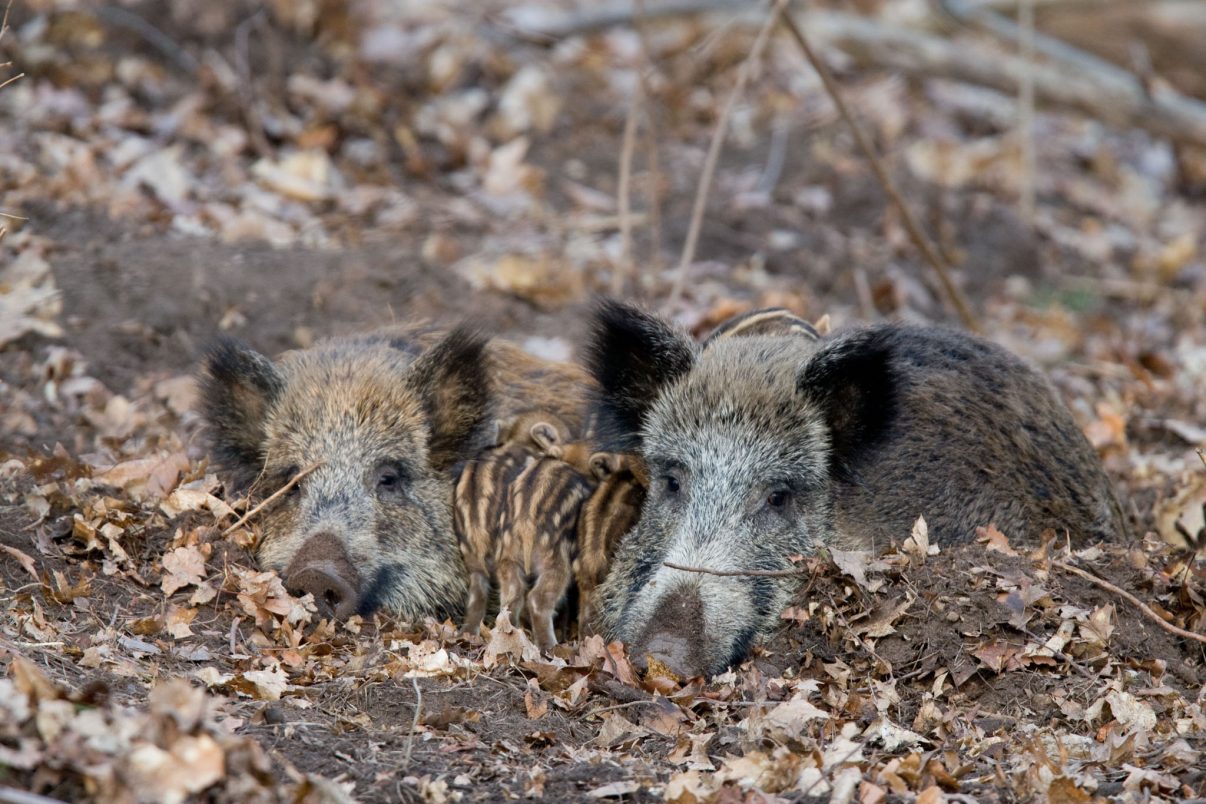 Wild boar (Sus scropha) females with piglets at rest in forest. Italy