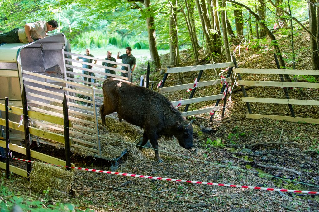 European bison released at the new bison rewilding site in Romanian Poiana Ruscă Mountains. The new site will support the creation of a genetically and demographically viable European bison population in the Southern Carpathian mountain range.