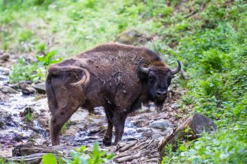 The first European bison released at the new site in the Poiana Ruscă Mountains.