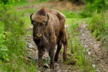 Before the newly reintroduced bison are allowed to roam free the animals will undergo a two-month acclimatisation period, living in successively larger enclosures before they are finally released into the wild.