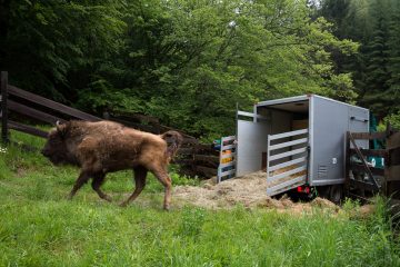 The final stage of the reintroduction marathon saw four bison from Tierpark Zoo Berlin, one from Damerower and two from Italian Parco Natura Viva, released into the Țarcu Mountains. 