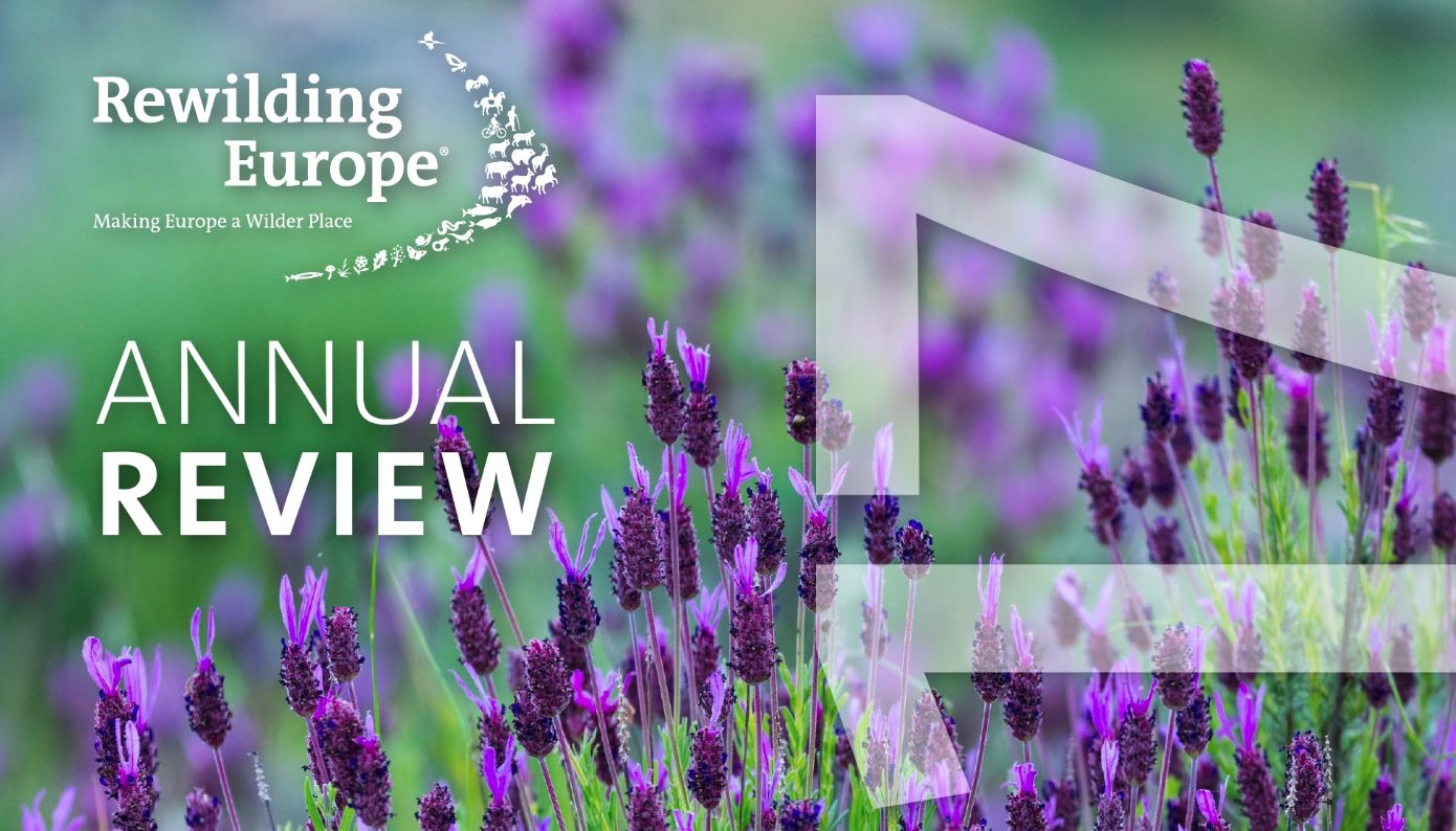 Read the Rewilding Europe Annual Review for 2017 by clicking on the image above.