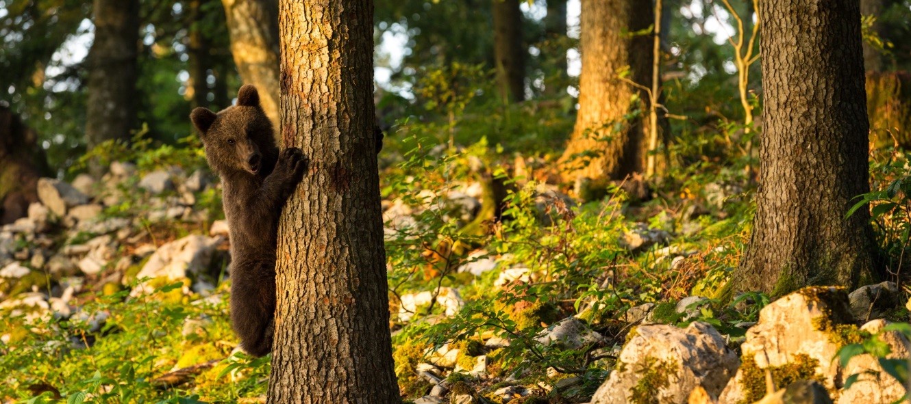 Slovenia’s burgeoning brown bear population is contributing to the rise of sustainable, nature-based tourism.