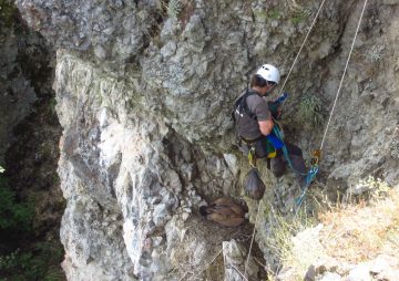 A member of the Rhodope Mountains rewilding team scales cliffs to reach a griffon vulture nest.