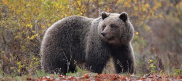 The European Safari Company will contribute to bear conservation and drive nature-based tourism development in Slovenia.