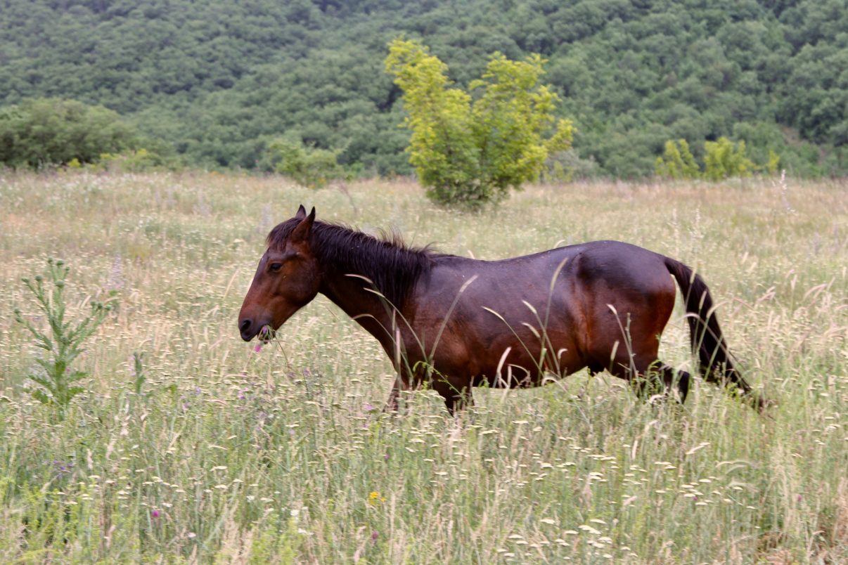 Relatively small, with an average height at withers (the ridge between the shoulder blades) of just under 130 cm, the Karakachan is a primitive breed of horse that is a good fit for rewilding landscapes.