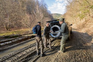 Prior to the Poiana Ruscă Mountains bison release, Marius and Roli had spent two years helping Matei Miculescu and Daniel Hurduzeu, the two rangers working at the first reintroduction site.