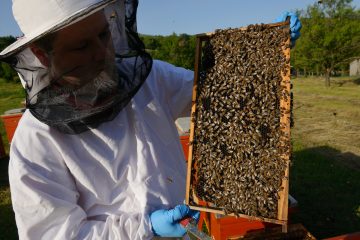 Rewilding Europe Capital has also supported a beekeeping business in the Velebit Mountains rewilding area.