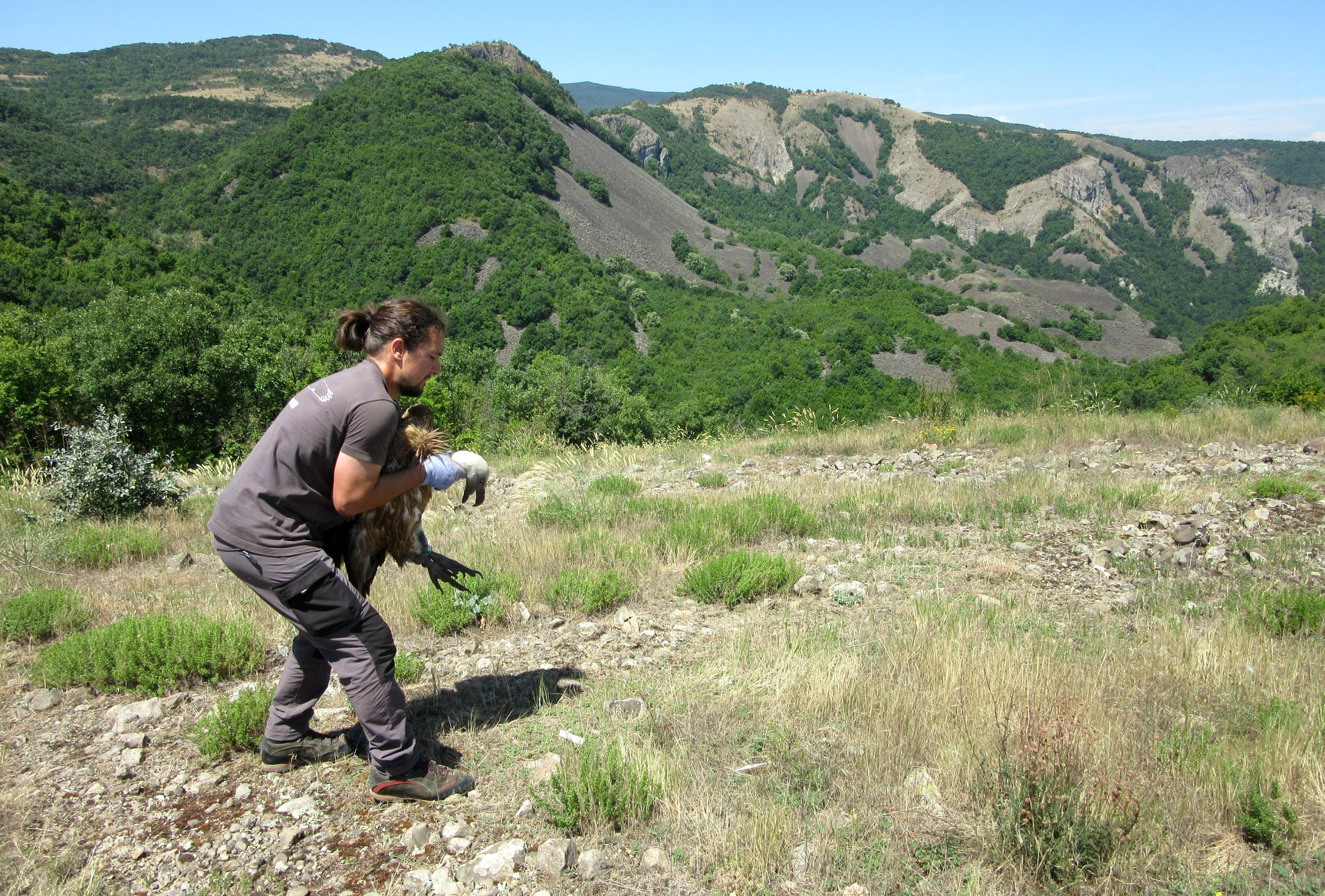 A tagged griffon vulture is released in the Rhodope Mountains rewilding area. 