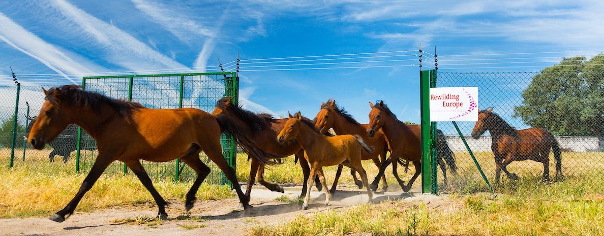 By reintroducing semi-wild herbivores such as wild horses and Tauros, Rewilding Europe and its local partners are significantly reducing the risk of fire in the Western Iberia rewilding area.