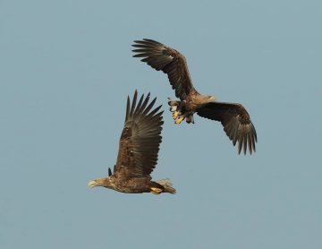 There are between 25 and 30 white-tailed eagle breeding pairs residing in the Oder Deta rewilding area.