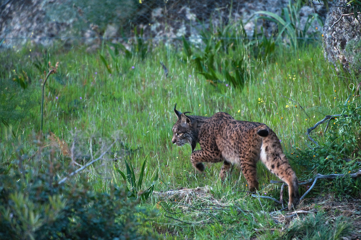 Habitat fragmentation frequently leads to isolated populations of animals with threatened viability. The small population of Iberian Lynx in Spanish Andalusia has reduced genetic diversity, for example.