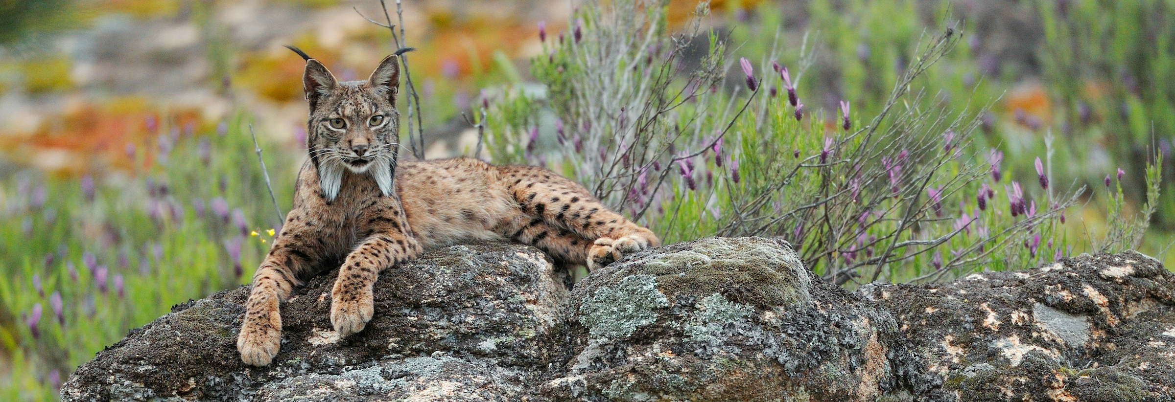 Wildlife in the Côa Valley is already making a comeback. An Iberian lynx (pictured) was recently spotted here for the first time.