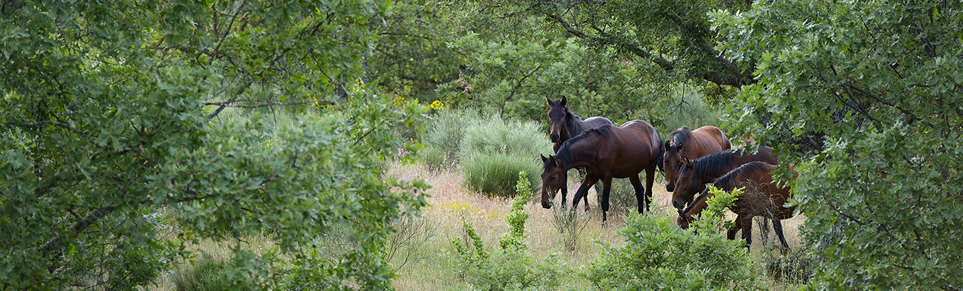 Wild horses will be reintrodcued into core areas of the wildlife corridor, along with Tauros, roe deer and Iberian ibex. This will lead to the creation of naturally diverse mosaic landscapes.