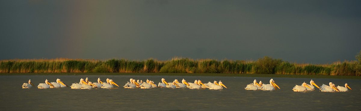 The Danube Delta is home to some magnificent fauna and flora, with 300 species of birds and over 100 species of fish. 