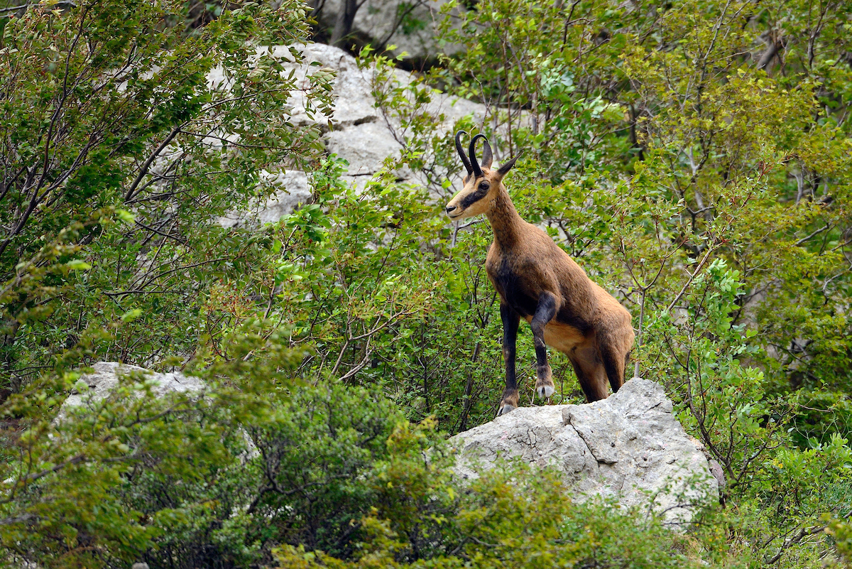 The Balkan chamois was reintroduced into the Croatian Velebit around 30 years ago. Across the Balkans, the total population is now thought to number less than 1000 animals. 