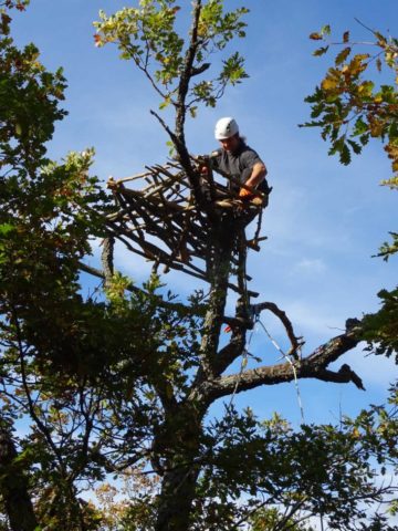Dobromir Dobrev, a vulture expert attached to the Rewilding Rhodopes team, building the nest.
