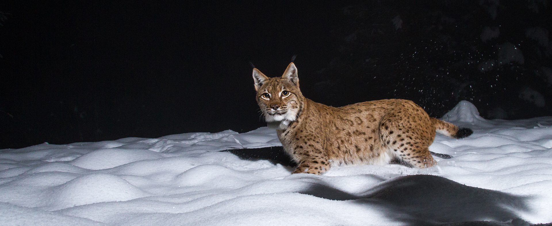 The Living on the Edge project came about due to the scarcity of brown bears, wolves and Eurasian lynx in Austria.