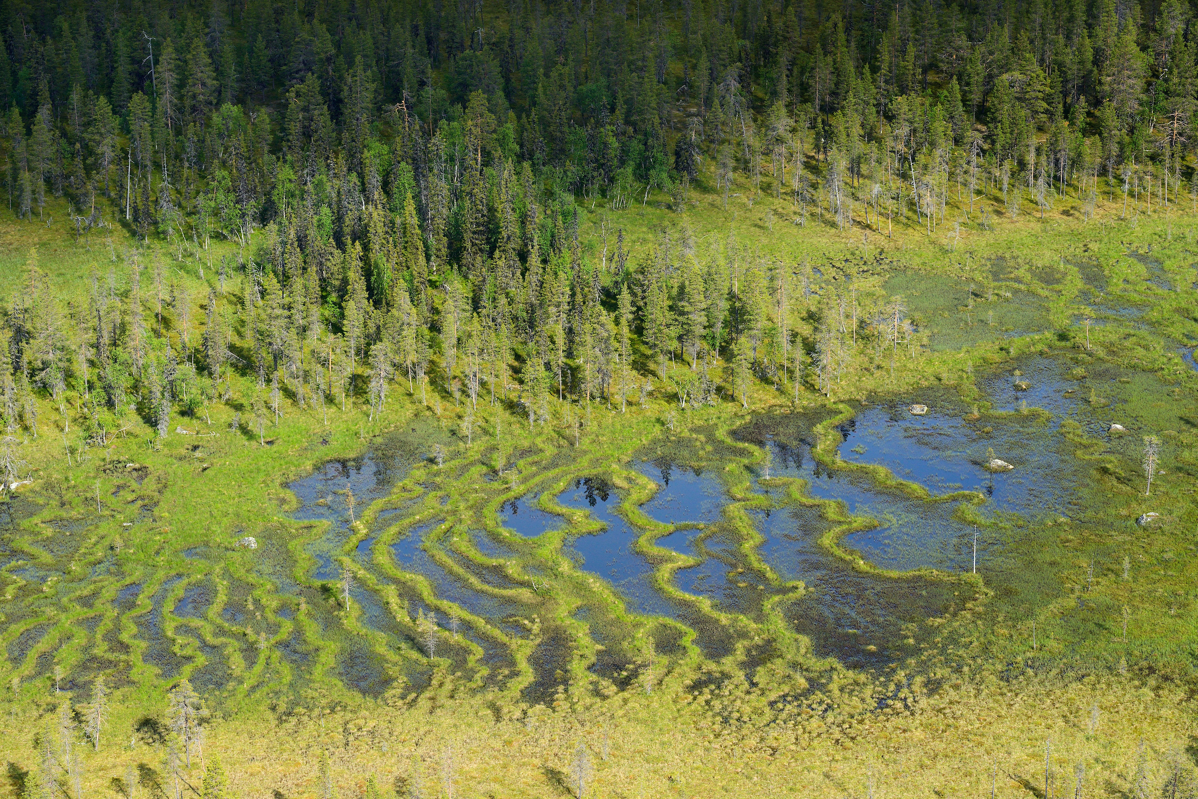 A healthy peat landscape, Norrbotten County, Sweden. Arctic and sub-arctic peat landscapes can be restored, if the right conditions for recovery can be put in place.
