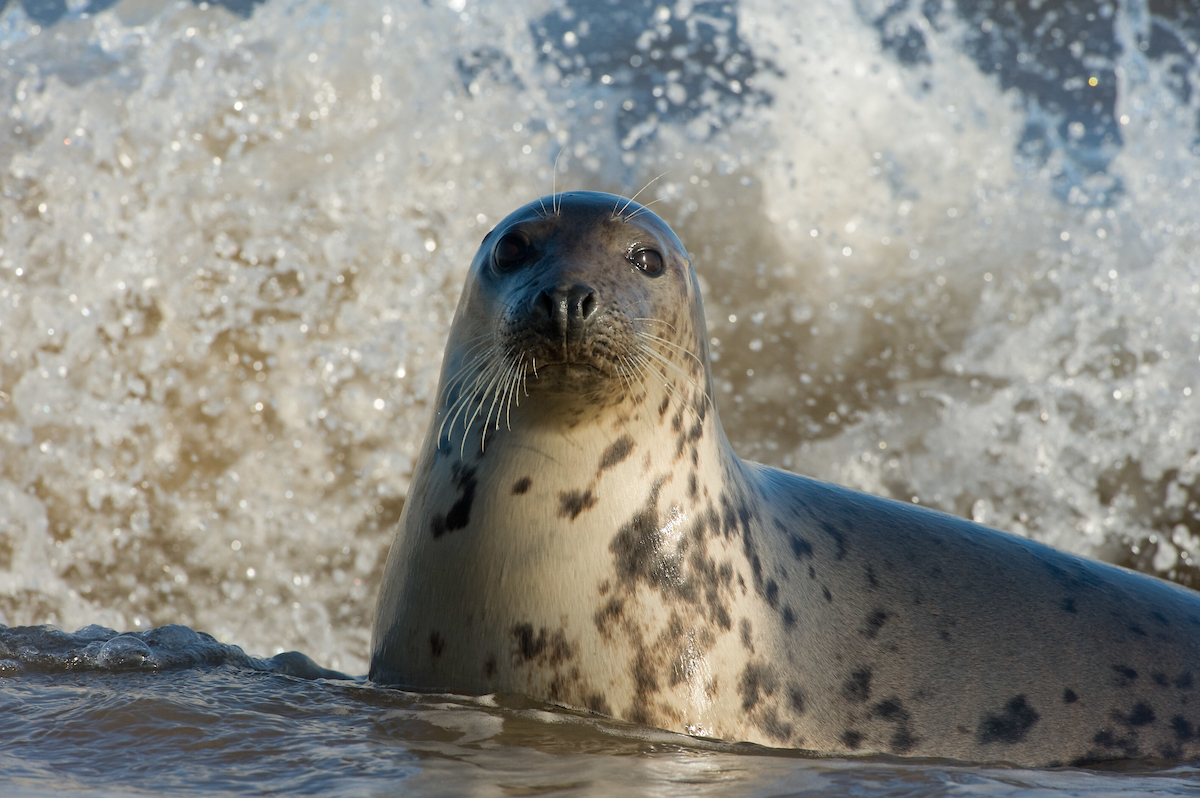 Most of the funding received from the German Postcode Lottery will be used to mitigate human-grey seal conflict.