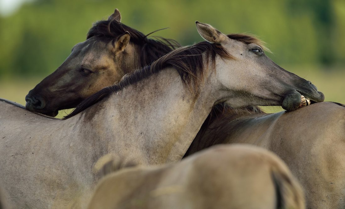 The group of 23 wild Konik horses which arrived in the Ukrainian village of Orlovka on March 26 represents the first translocation of such animals into the Danube Delta.
