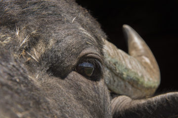 The water buffalo is one of nature'a great engineers, creating new habitat with its feeding, trampling and wallowing.