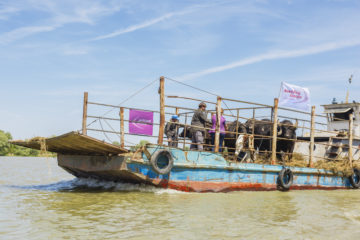 The water buffalo herd is transported to Ermakov Island by barge.