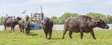 The water buffalo are released onto Ermakov Island and begin to explore their new home.