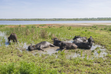 Time to cool off: the newly released water buffalo herd enjoy a revitalising mud bath.