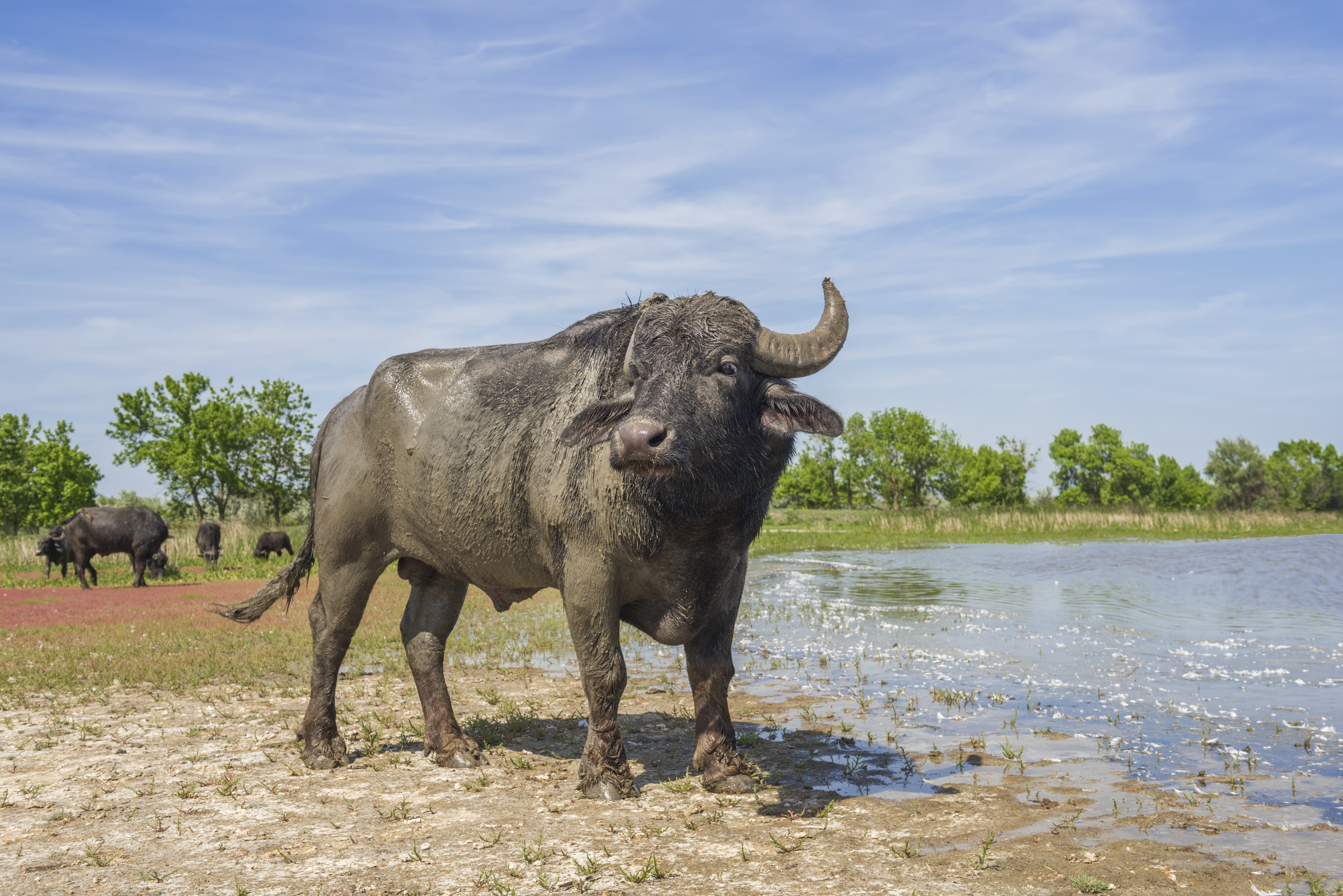 Water buffalo release natural dynamics in the Delta | Rewilding