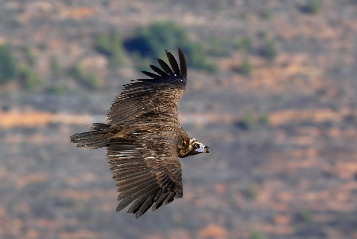 Black Vulture (Aegypius monachus) Spain Decemberr 2008