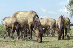 Konik horses roam free in Danube Delta - Rewilding Europe