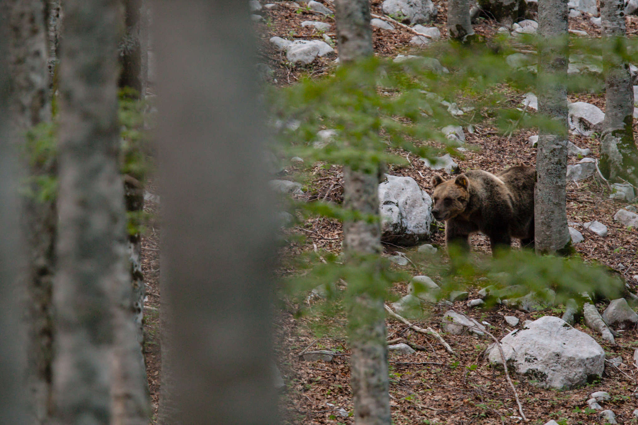 The Marsican brown bear population of the Central Apennines currently stands at around 60 (including newborn animals).
