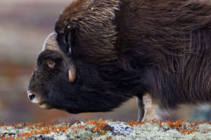 Muskox, Ovibos moschatus, in autumn colours in mountain landscape in Dovrefjell National Park, Norway